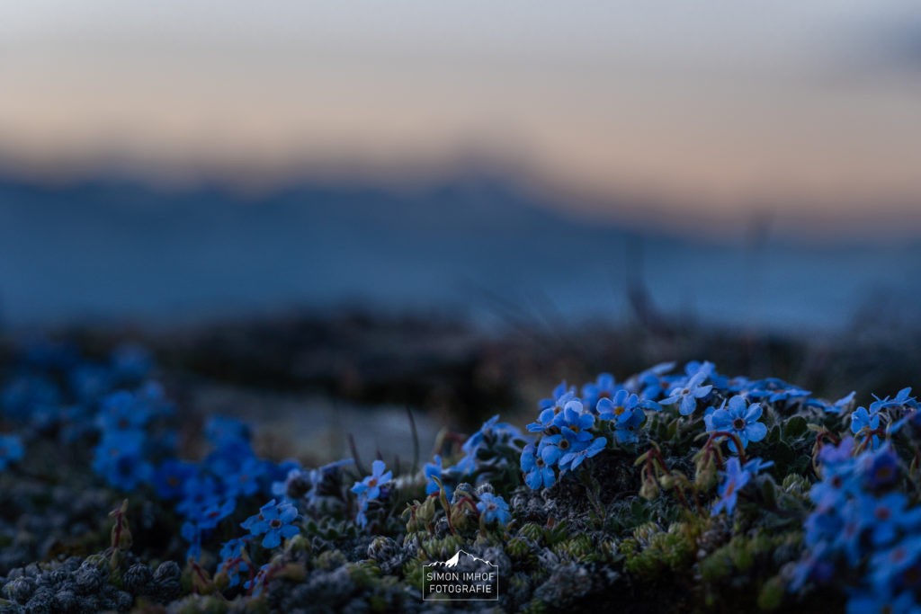 Alpen, Blumen, Dämmerung