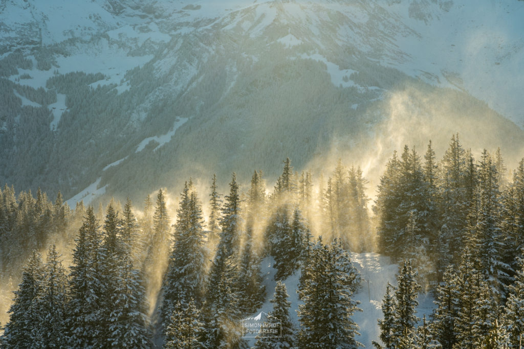 Tannenwald, Winter, Schnee, Landschaftsfotografie, Uri
